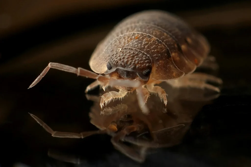 Bed-Bug-Treatment - Oakfield Pest Control Pros | Oakfield, NY | 845-328-5750